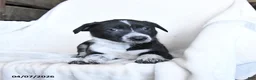 Border Collie dogs for sale: Frosty - Ad 2