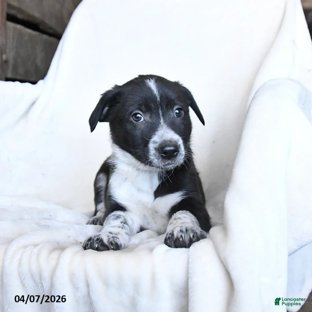 Border Collie dogs for sale: Frosty - Ad 2