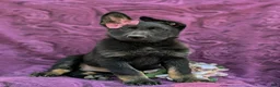 German Shepherd dogs for sale: Sabrina - Ad 1