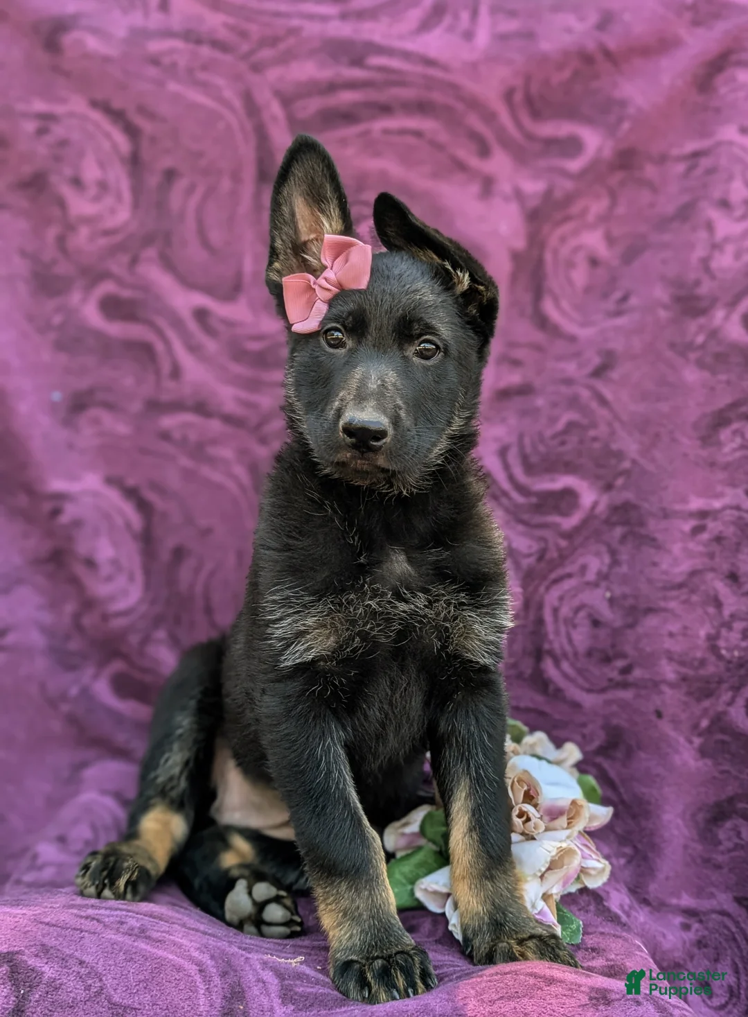 German Shepherd dogs for sale: Sabrina - Ad 1