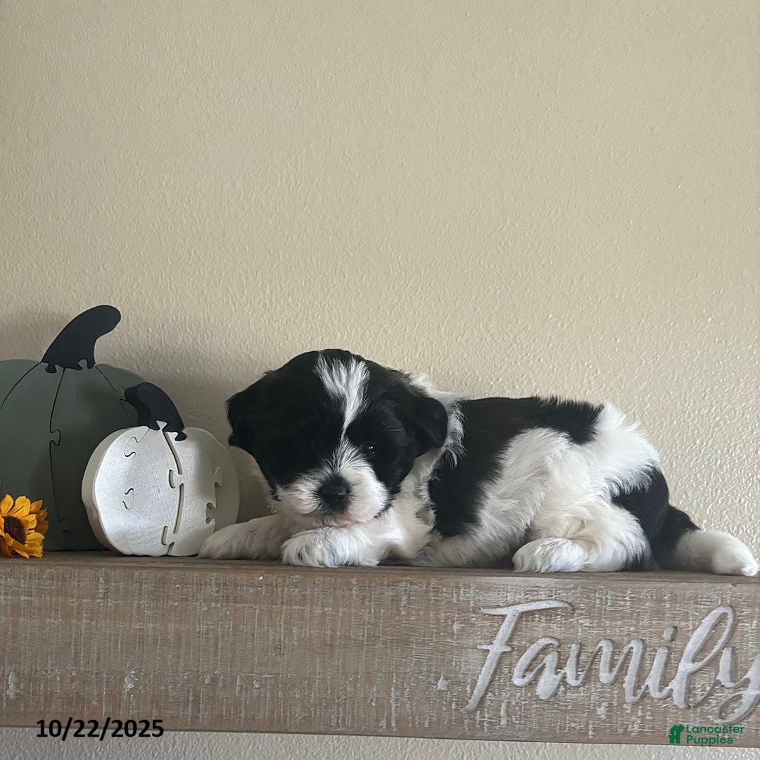 Teddy Bear dogs for sale: Ace - Ad 2