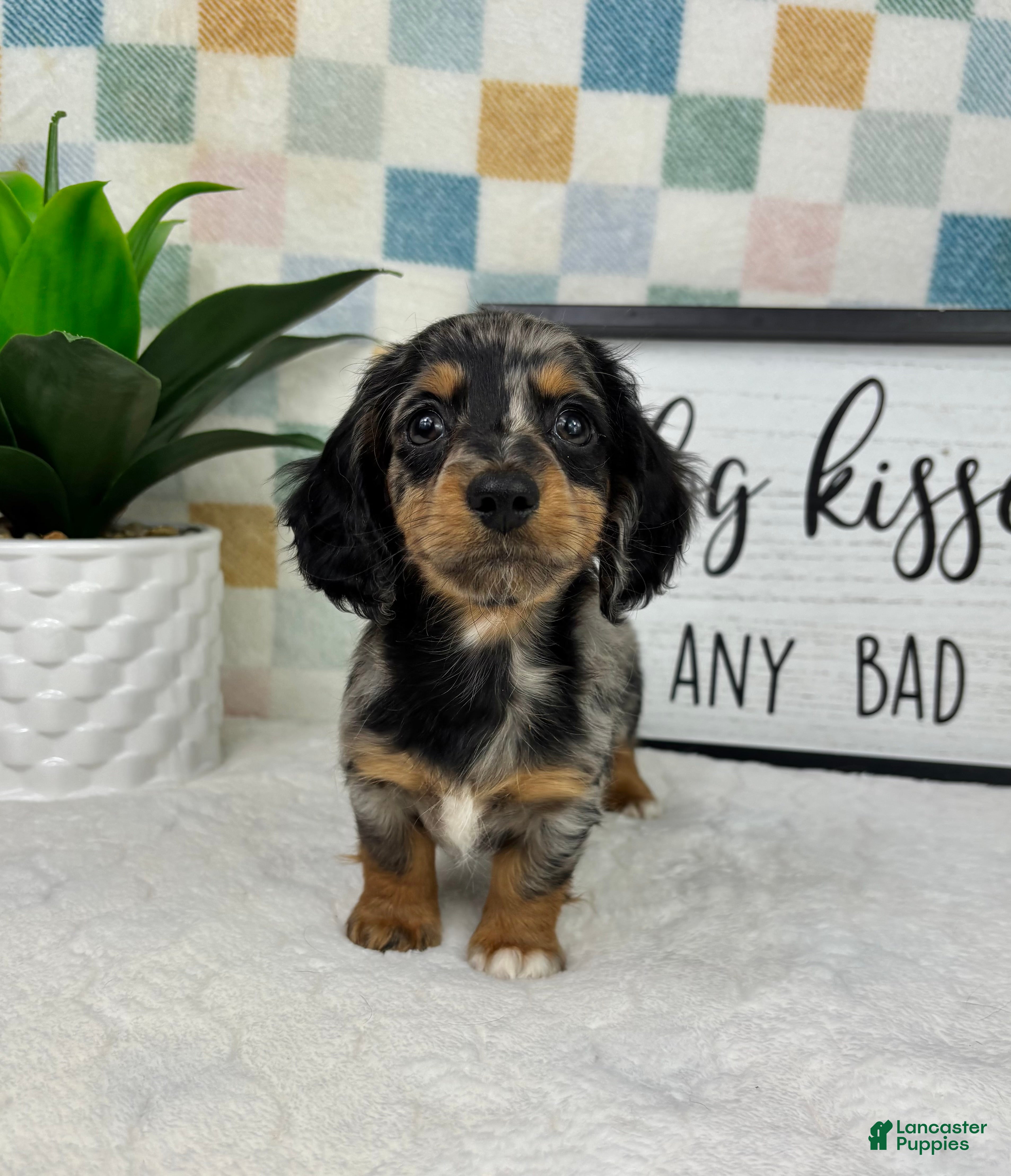 Miniature Dachshund dogs Drake  - Ad 32