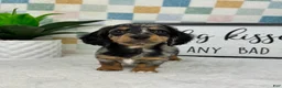 Miniature Dachshund dogs for sale: Drake  - Ad 1
