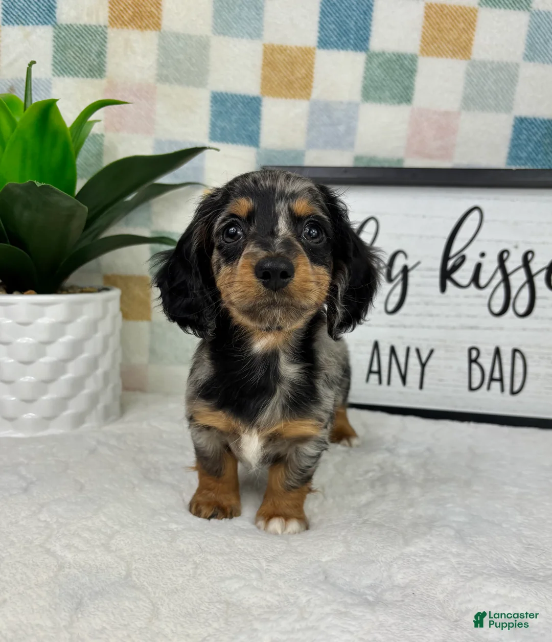Miniature Dachshund dogs for sale: Drake  - Ad 1