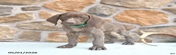 German Shorthaired Pointer dogs for sale: Fancy - Ad 2