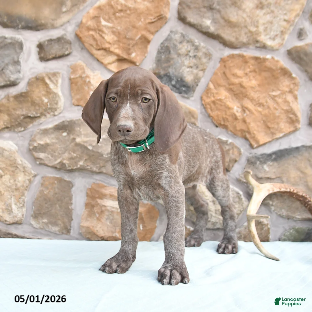 German Shorthaired Pointer dogs for sale: Fancy - Ad 2