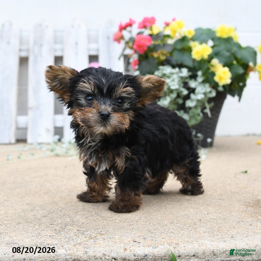 Yorkiepoo dogs Buster - Ad 2