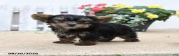 Yorkiepoo dogs for sale: Buster - Ad 2