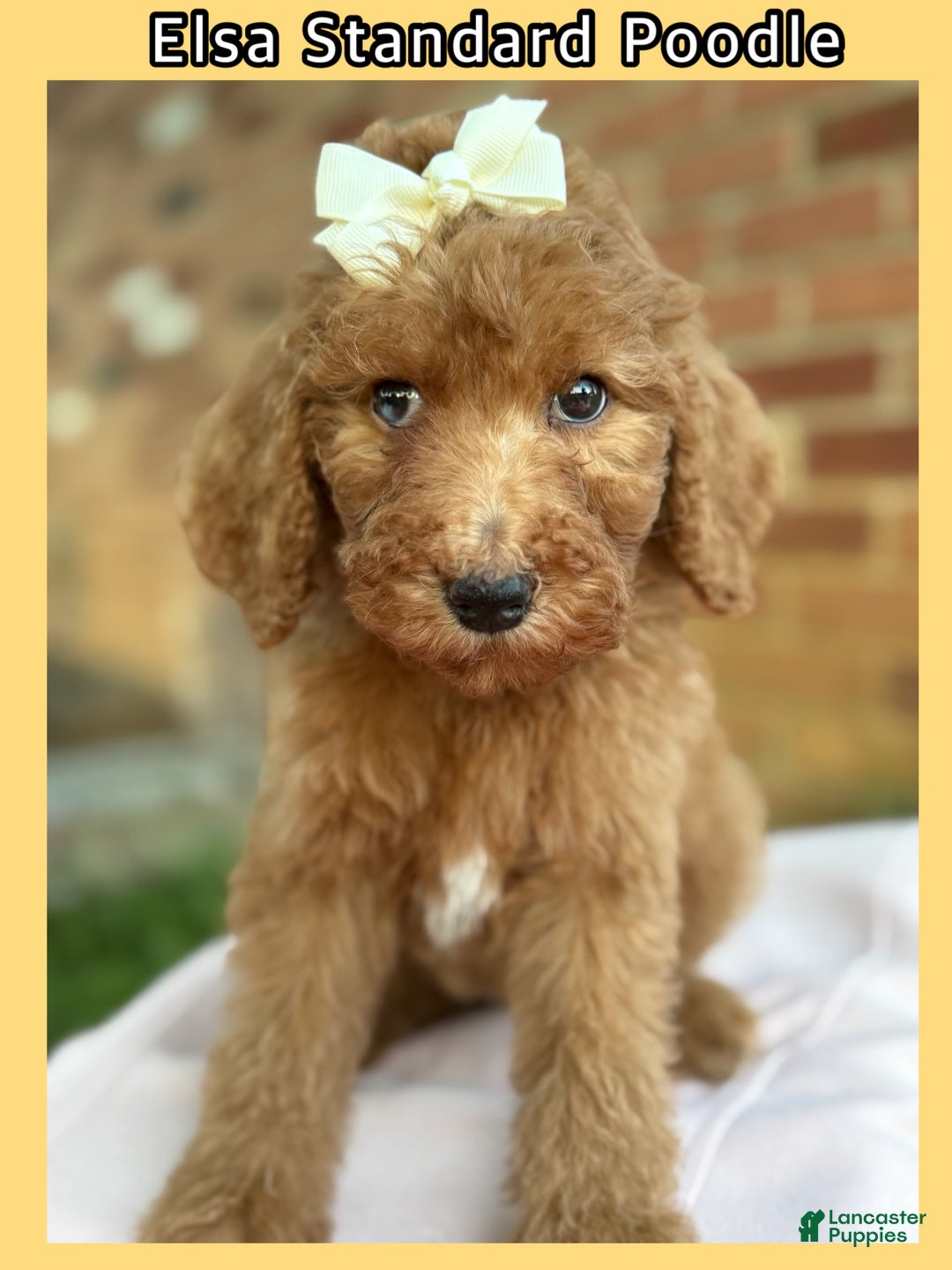 Standard Poodle dogs for sale: Standard Poodle litter of 5 puppies - Ad 2