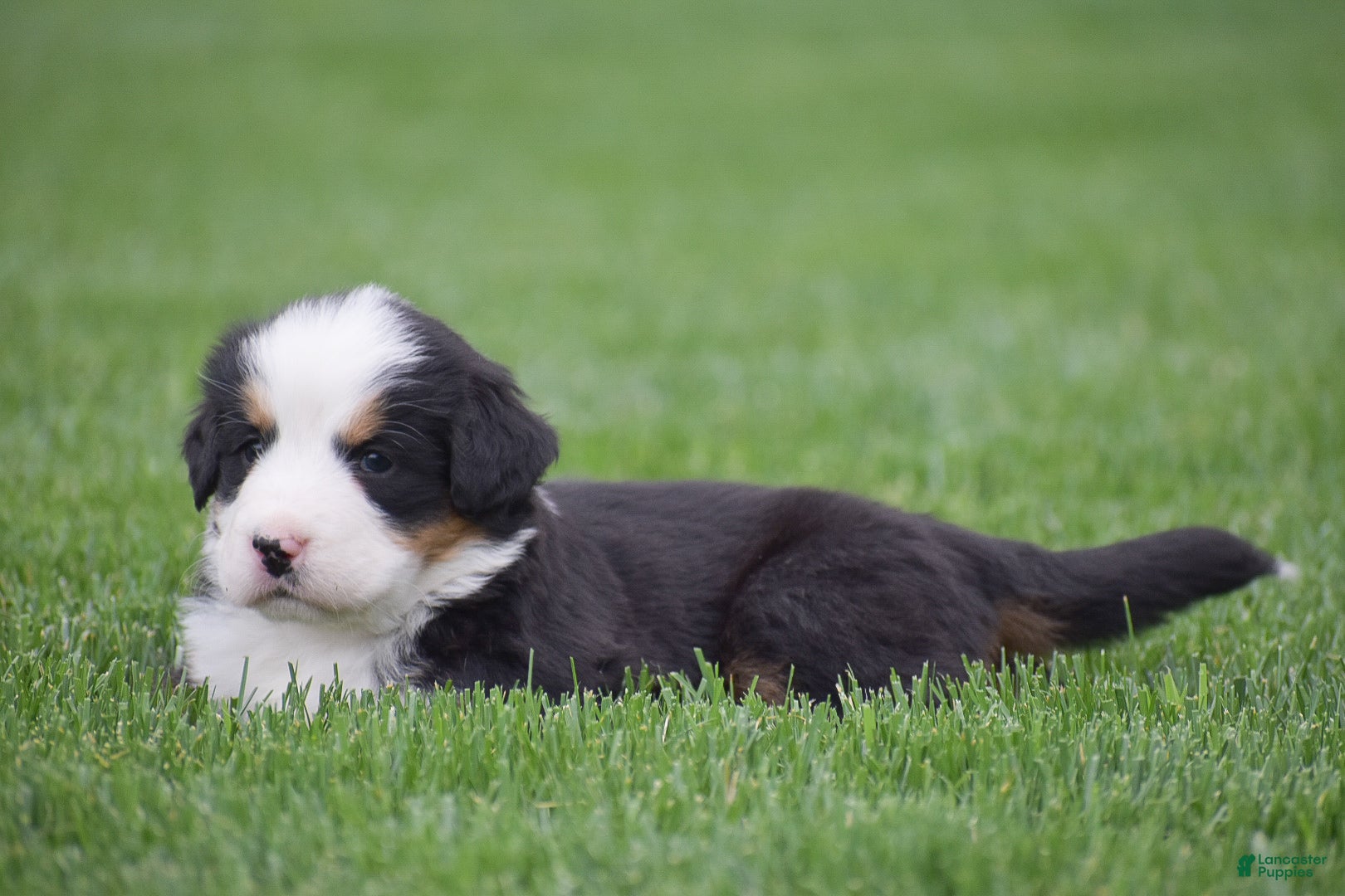 Bernese Mountain Dog dogs for sale: Monica - Ad 6
