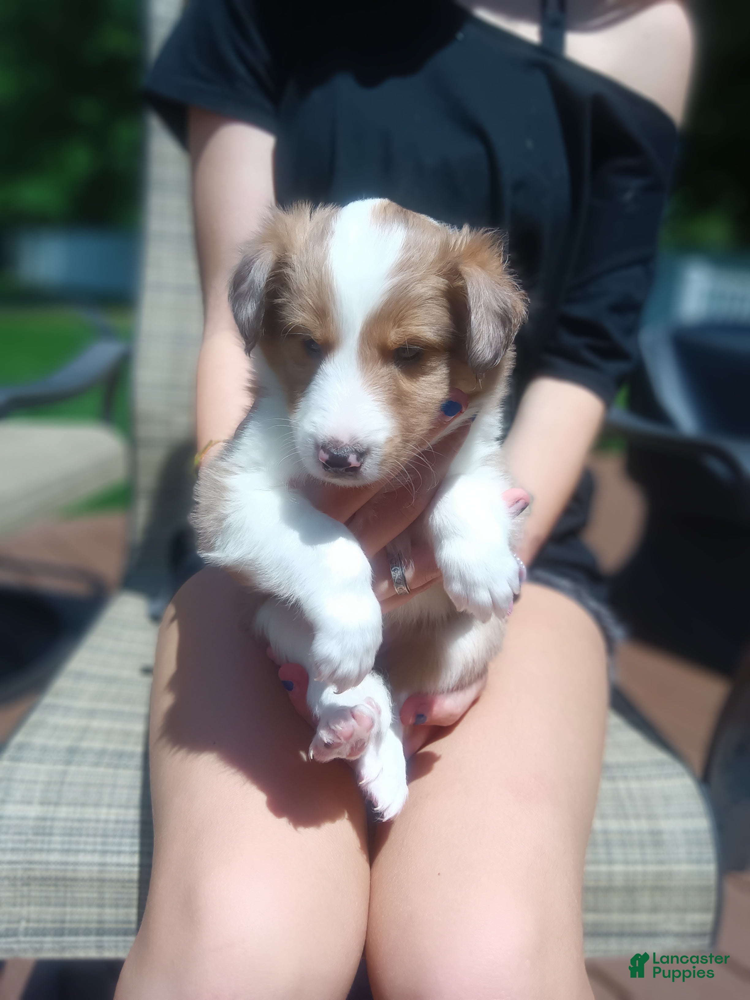 Shetland Sheepdog dogs Shetland Sheepdog 3 - Ad 1
