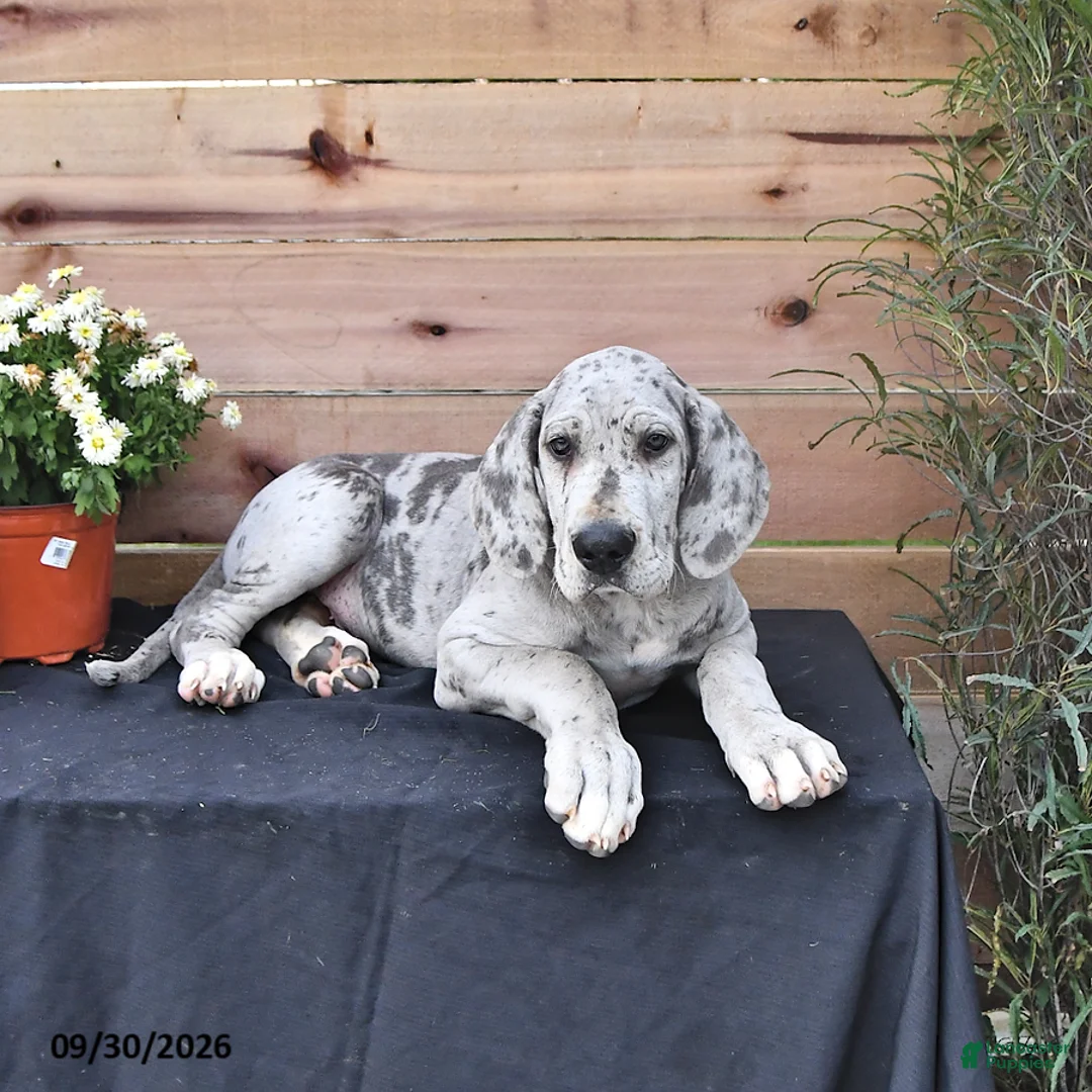 Great Dane dogs for sale: Bo  - Ad 1