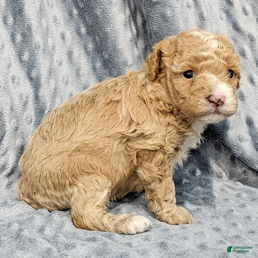 Standard Poodle dogs for sale: Cactus - Ad 4