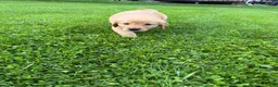 Golden Retriever dogs for sale: Meadow - Ad 6
