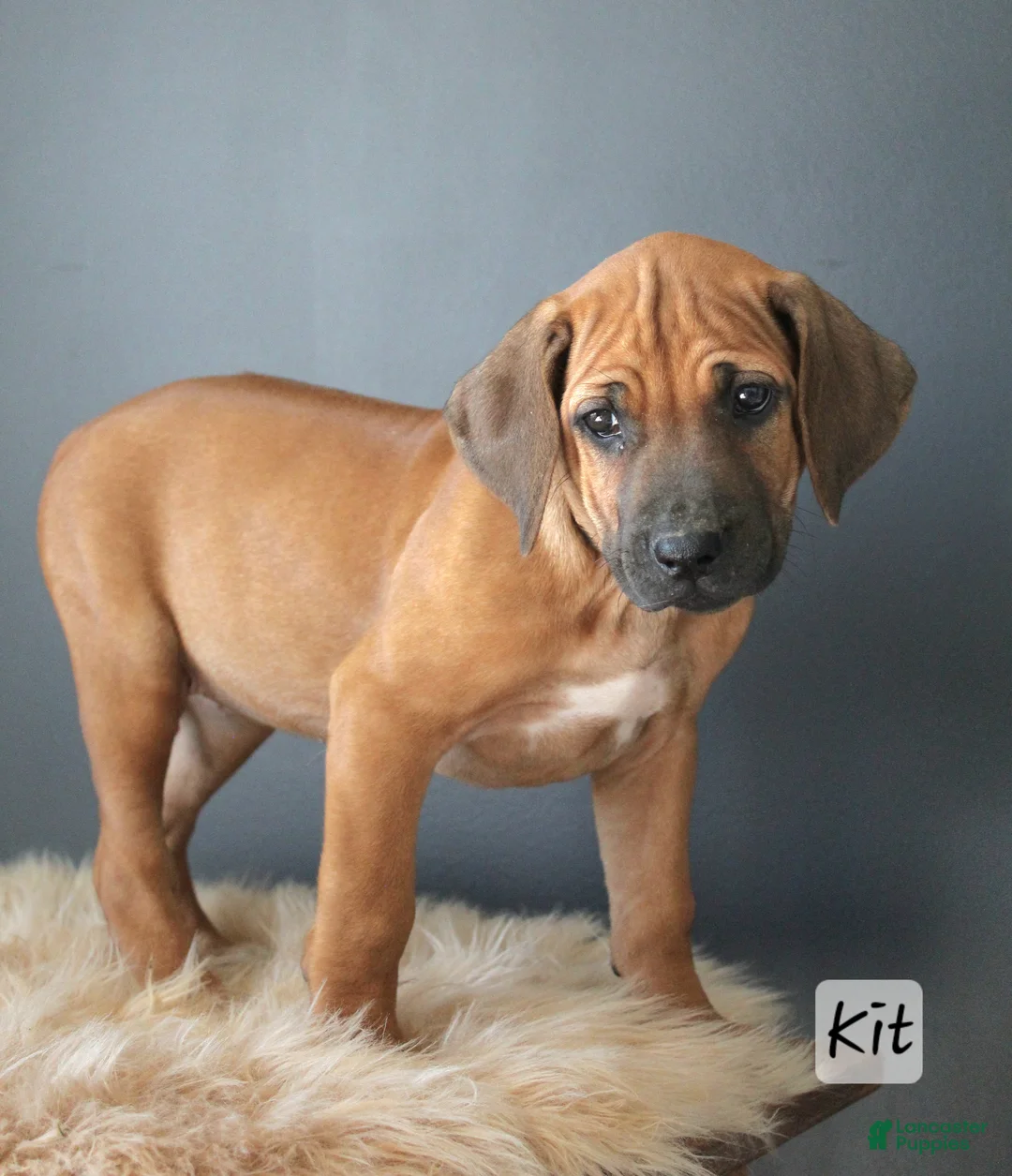 Rhodesian Ridgeback dogs for sale: Kit - Ad 2