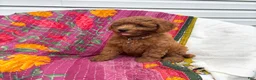Mini Goldendoodle dogs for sale: Luna - Ad 6