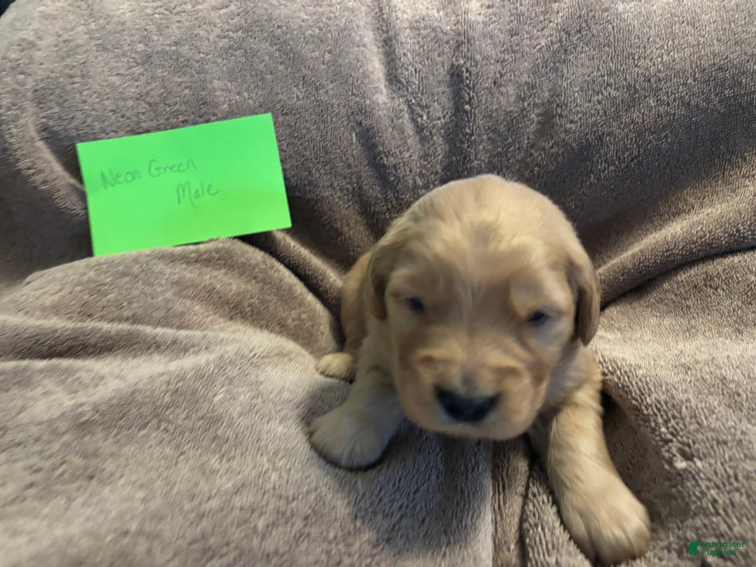 Golden Retriever dogs for sale: Neon green male - Ad 3