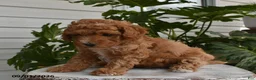 Cavapoo dogs for sale: Lily - Ad 4