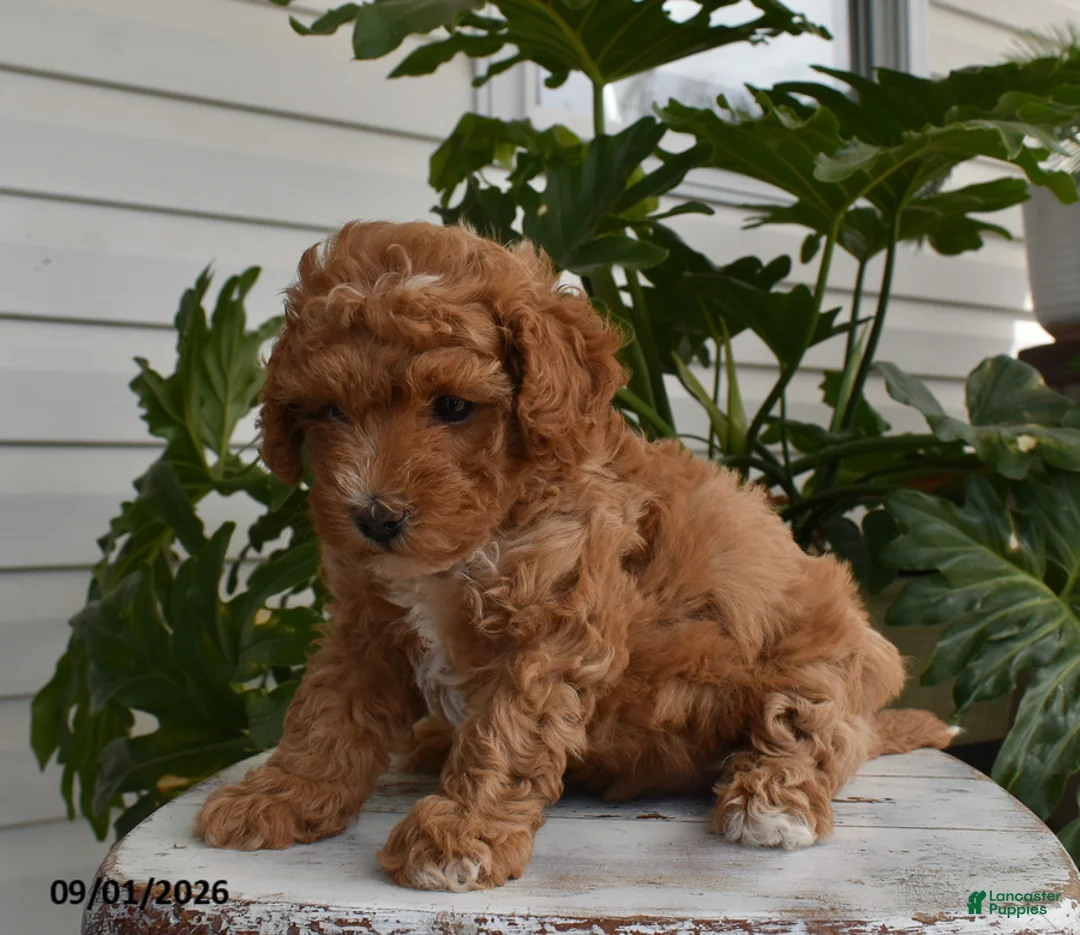 Cavapoo dogs for sale: Lily - Ad 4