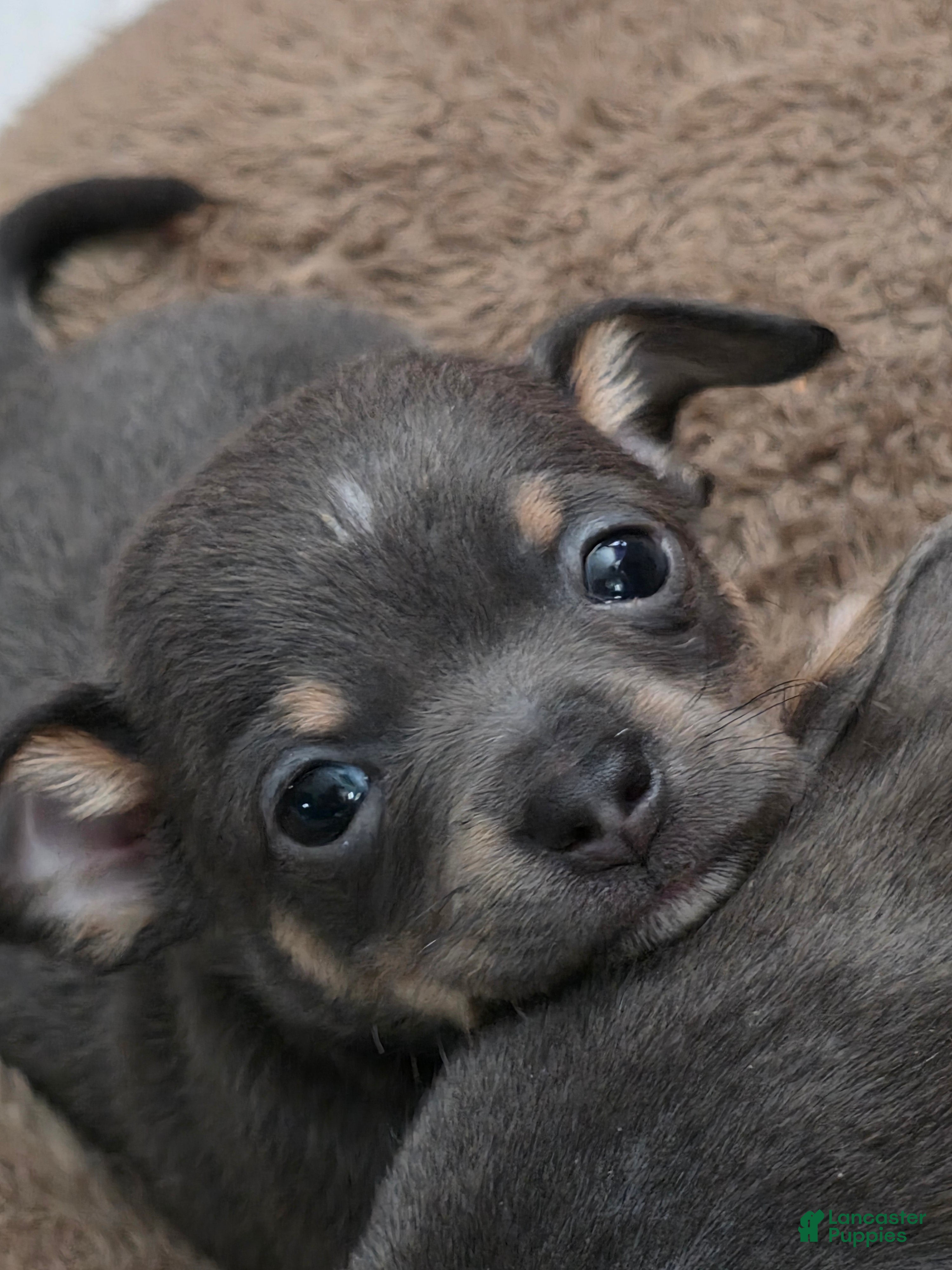 Chiweenie dogs Chiweenie Puppy 1 - Ad 1