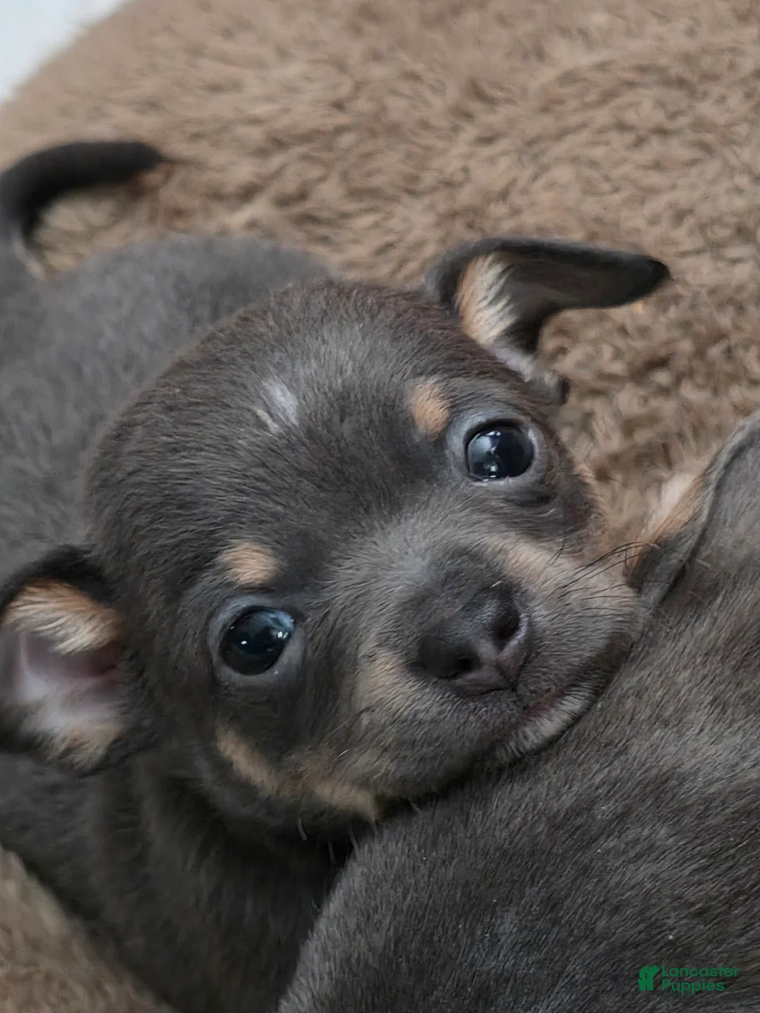 Chiweenie dogs for sale: Chiweenie Puppy 1 - Ad 2