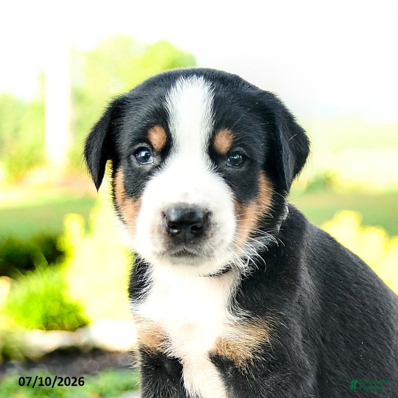 Greater Swiss Mountain Dog dogs Christoph - Ad 2