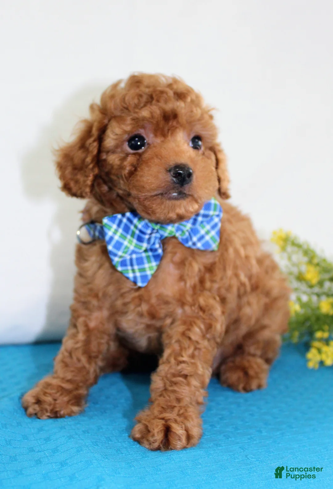 Toy Poodle dogs for sale: Tiny Myles, Full AKC - Ad 5