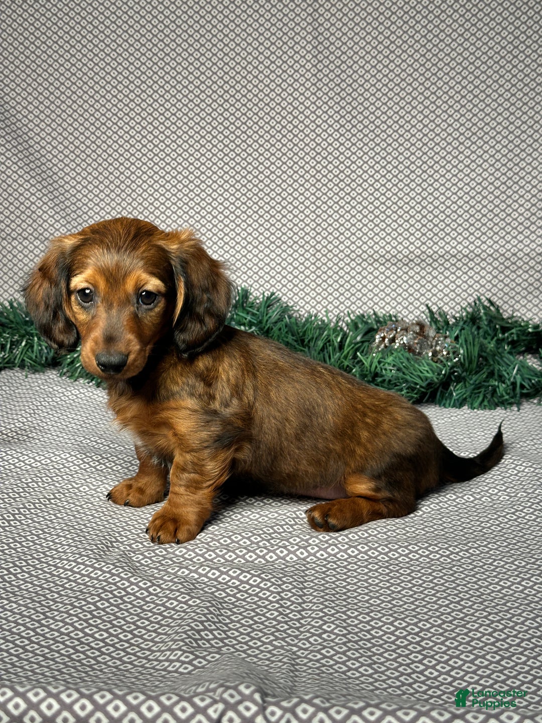 Miniature Dachshund dogs for sale: Mia - Ad 2