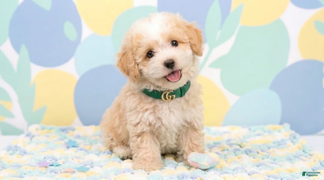 Maltipoo dogs for sale: GUCCI - Ad 1