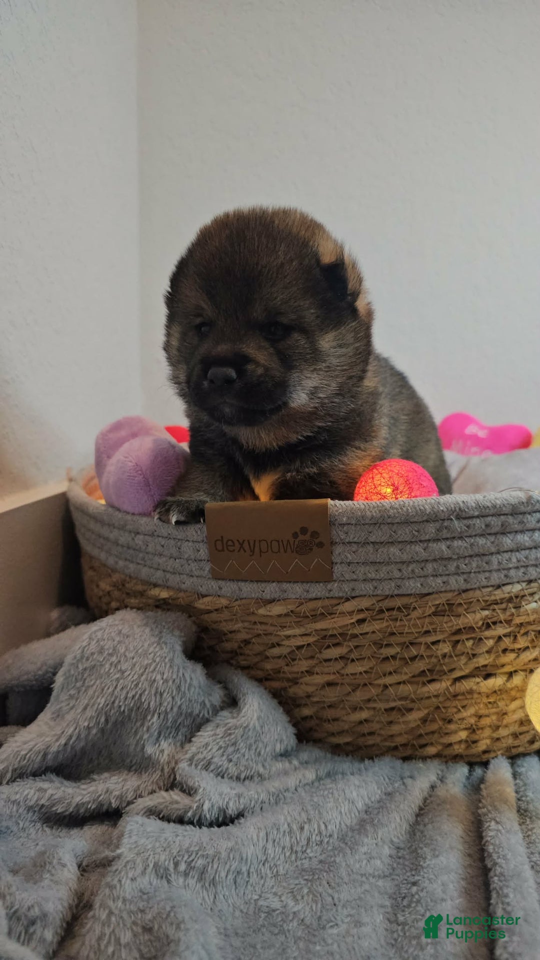 Shiba Inu dogs for sale: Mori - Ad 9