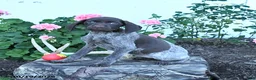 German Shorthaired Pointer dogs for sale: Maisie - Ad 4