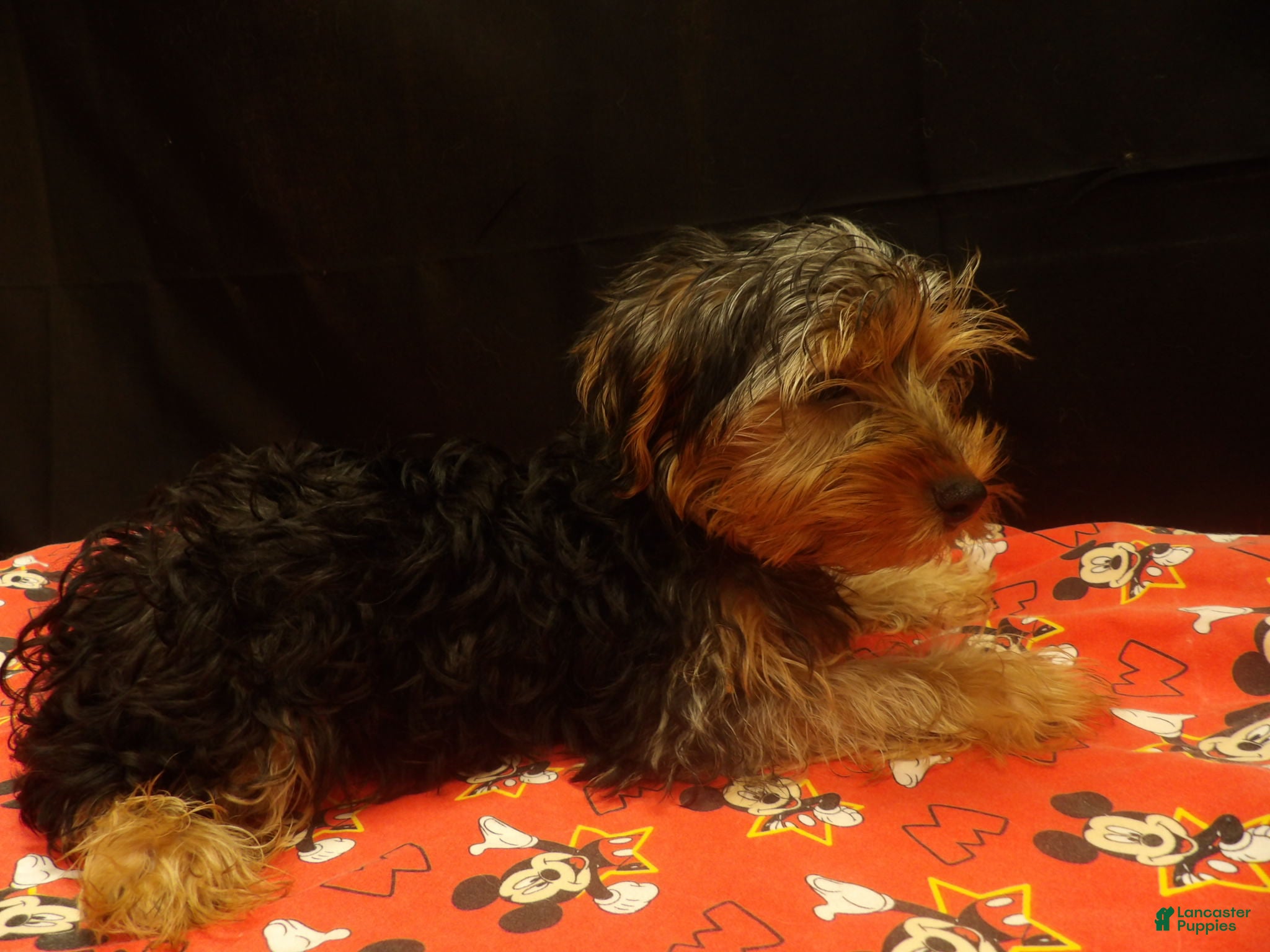 Yorkshire Terrier dogs for sale: Sheldon - Ad 1