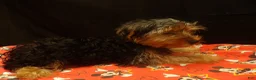 Yorkshire Terrier dogs for sale: Sheldon - Ad 1