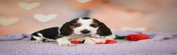 Beagle dogs for sale: OTIS - Ad 5