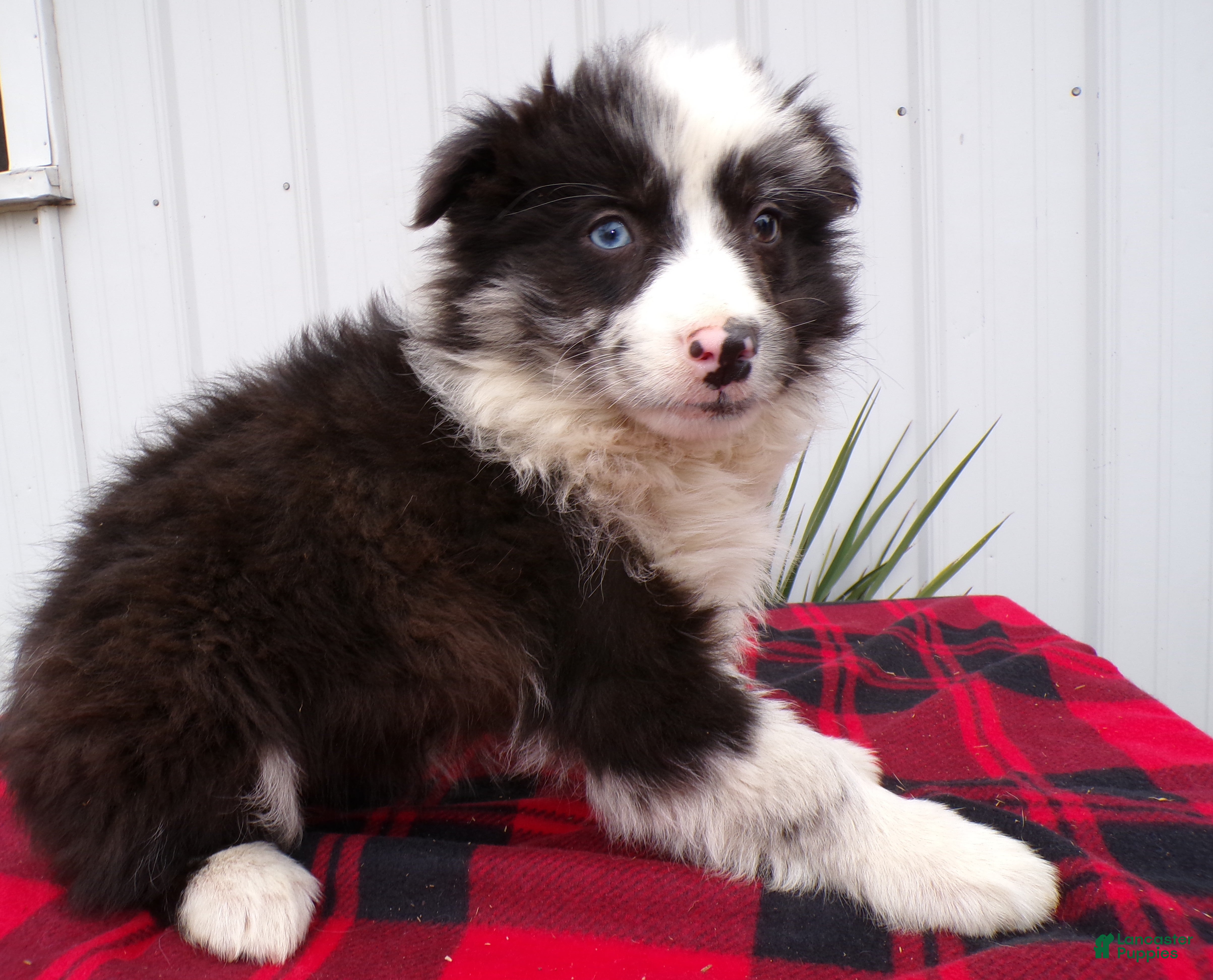 Border Collie dogs Border Collie Puppy 4 Sassy - Ad 15