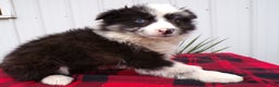 Border Collie dogs for sale: Border Collie Puppy 4 Sassy - Ad 1