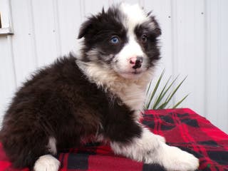 Border Collie dogs Border Collie Puppy 4 Sassy - Ad 15