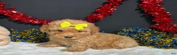 Miniature Poodle dogs for sale: Shayla - Ad 5