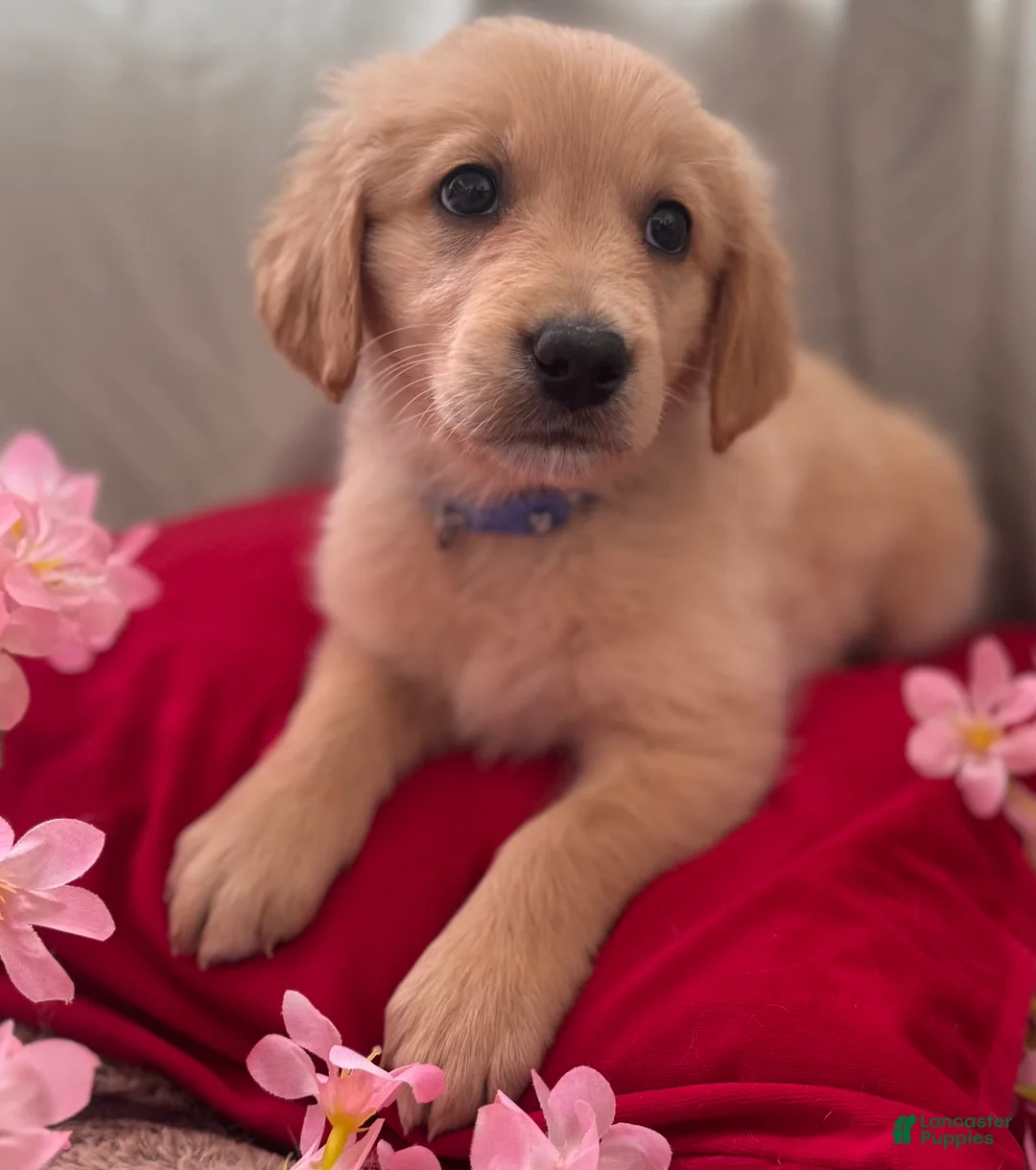 Mixed Breed dogs for sale: Dark Blue Collar - Ad 2