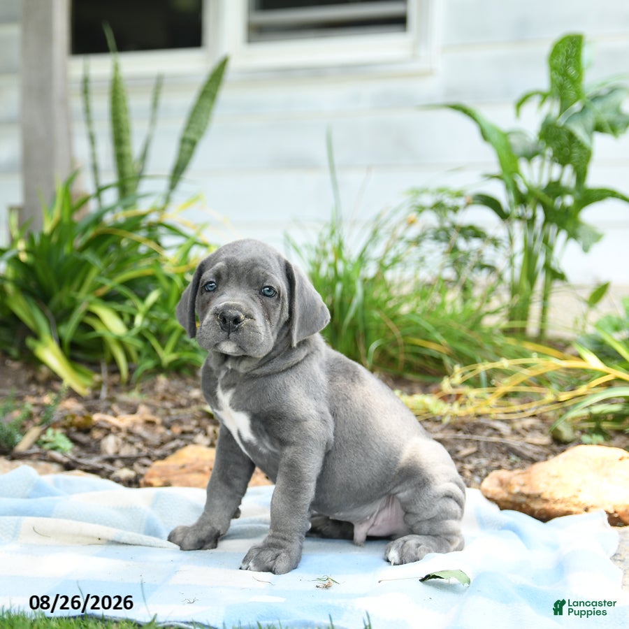Cane Corso dogs Wheeler - Ad 2