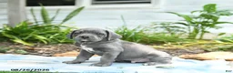 Cane Corso dogs for sale: Wheeler - Ad 2