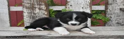 Border Collie dogs for sale: Dakota - Ad 2