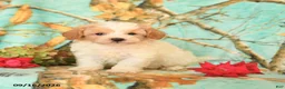 Maltipoo dogs for sale: Harvey - Ad 3