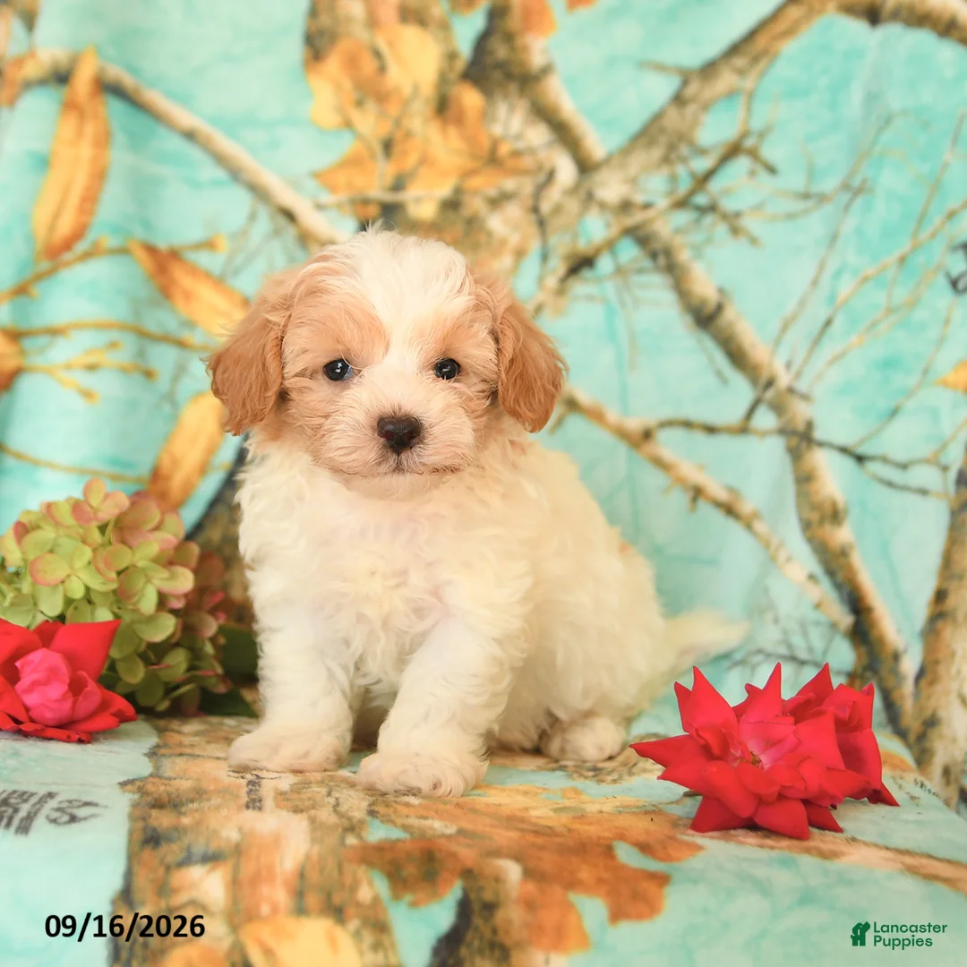 Maltipoo dogs for sale: Harvey - Ad 3