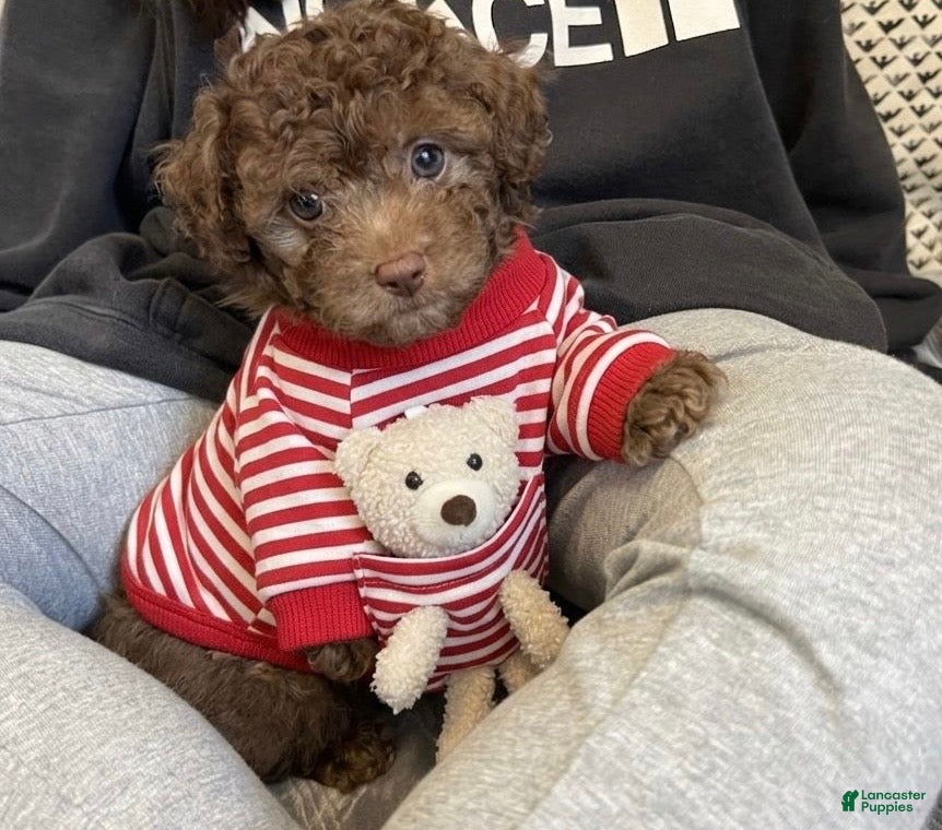 Toy Poodle dogs Baby Toy Poodle - Ad 2