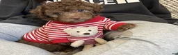Toy Poodle dogs for sale: Baby Toy Poodle - Ad 2