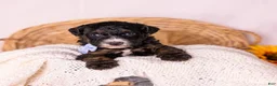 Bernedoodle dogs for sale: Hank - Ad 1