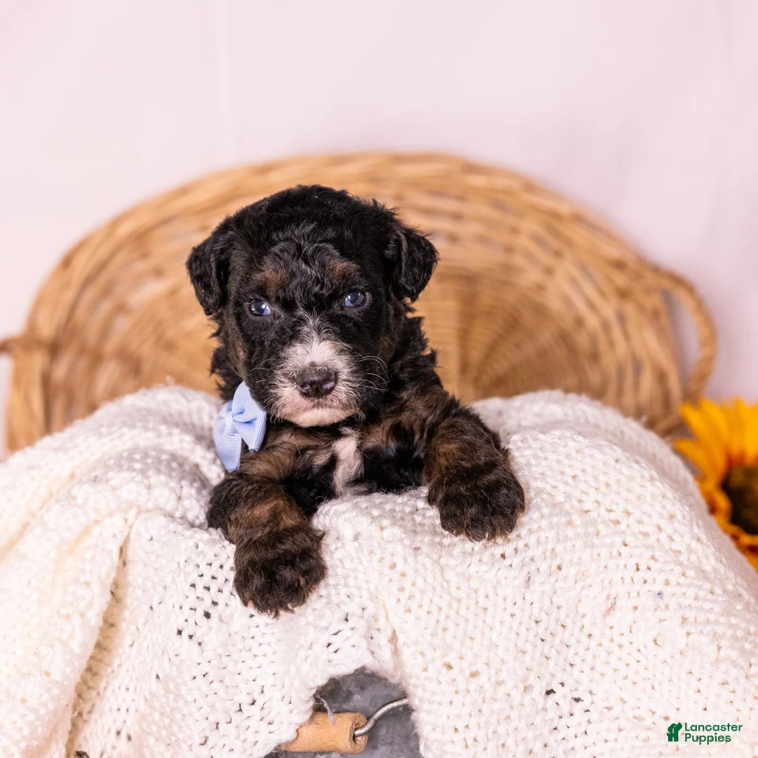Bernedoodle dogs for sale: Hank - Ad 1
