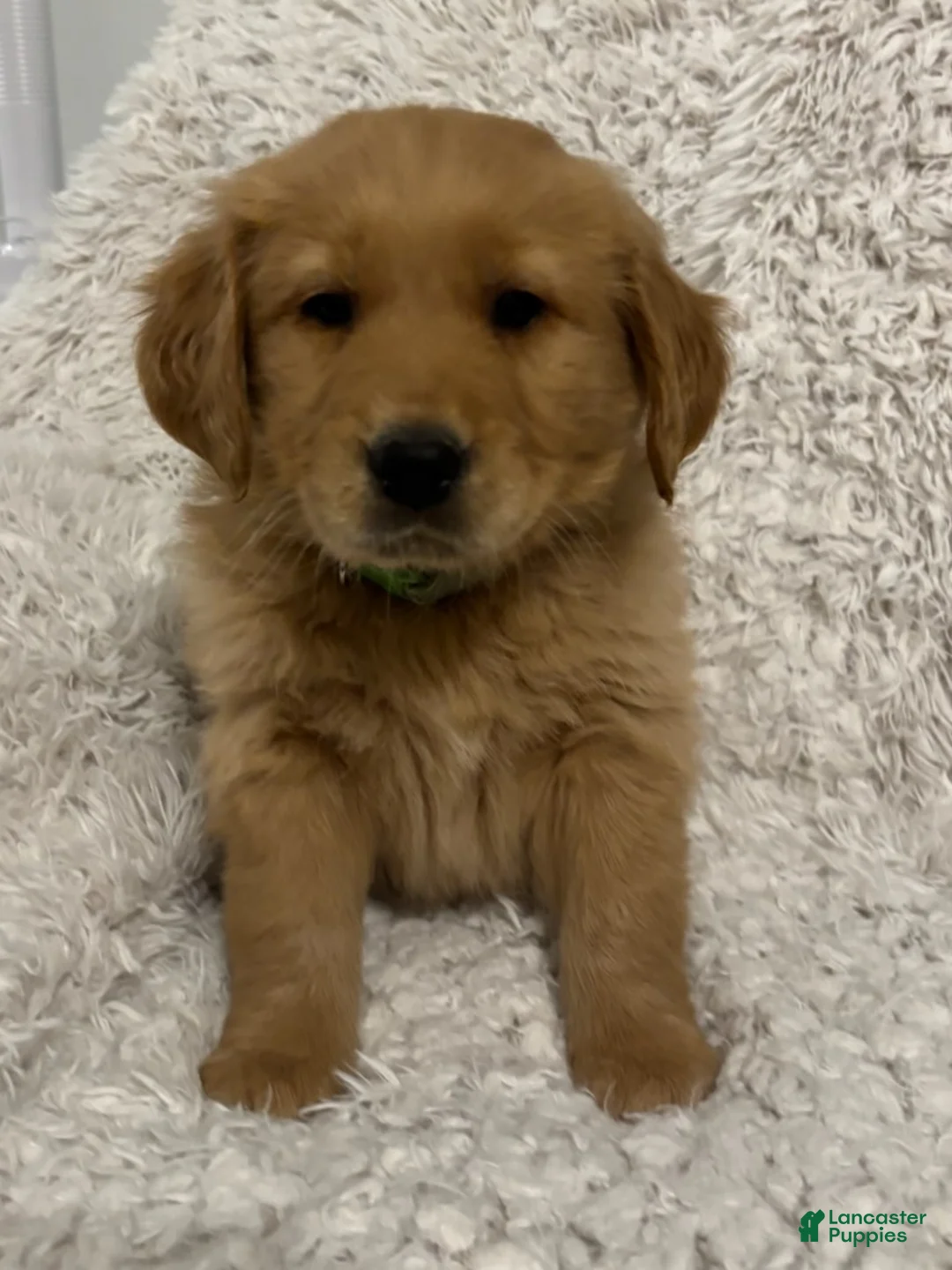 Golden Retriever dogs for sale: Asher - Ad 5