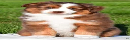 Miniature Australian Shepherd dogs for sale: Alex - Ad 1